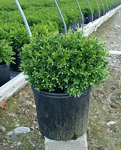 Buxus micro. 'Tide Hill' (Boxwood) Evergreen, spreading form, #2 - Size Container - Image 3
