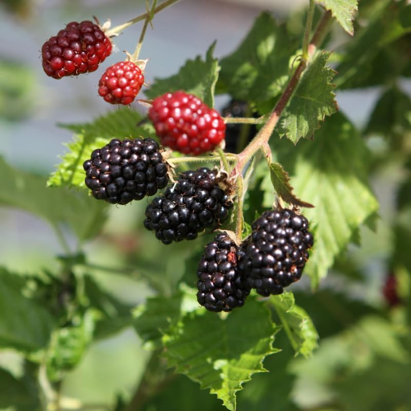 2 Thornless BlackBerry Live Plants, Berry Fruit Bush, 4-8 Inch Tall - Image 6