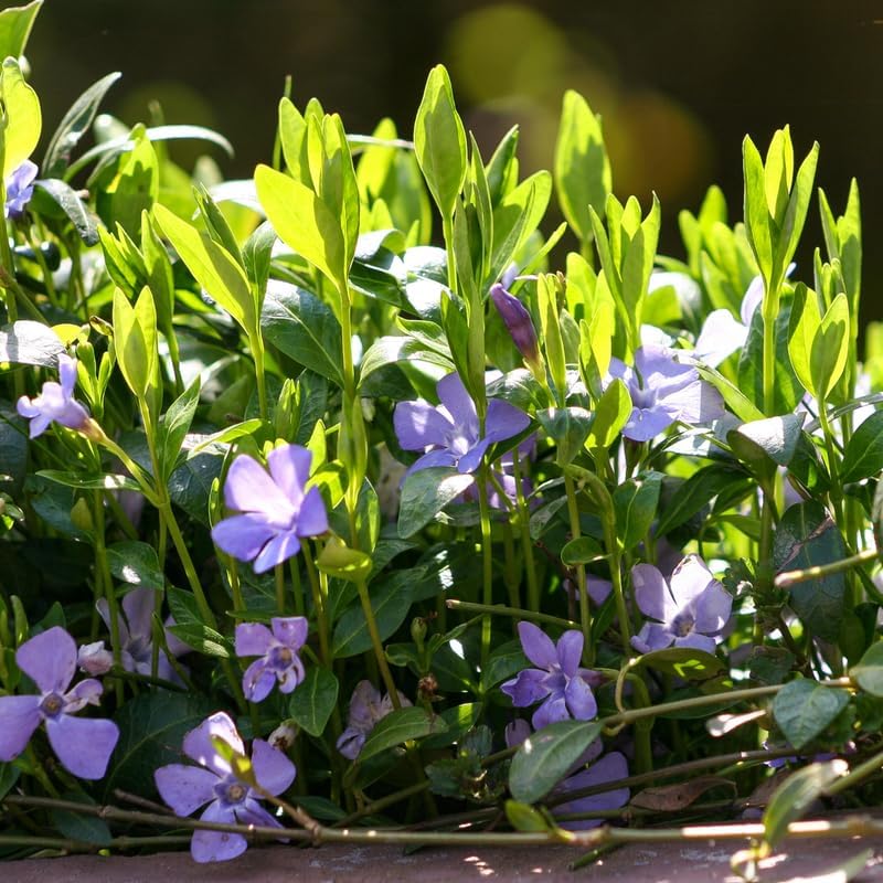 Set 12 Vinca Periwinkle Live Vines, Hardy Perennial Flower Plant - Image 3