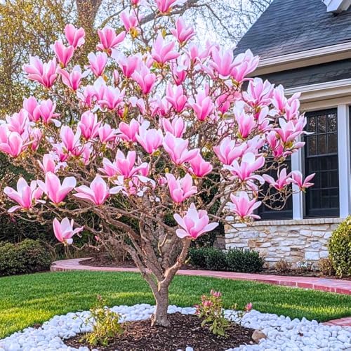 Jane Magnolia Tree Live Plant, Flower Tree, 6-12 Inch Tall, 2.5 Inch Pot - Image 5