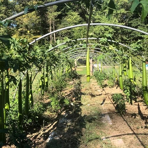Organic Luffa Gourd Seeds (Luffa acutangula) 10 Seeds (0.2 Grams) - Loofah, Loofa, Luffah Gourd - Edible and Grow to Make Your Own Sponges - Sponge Gourd Seeds by Smoke Camp Crafts - Image 7