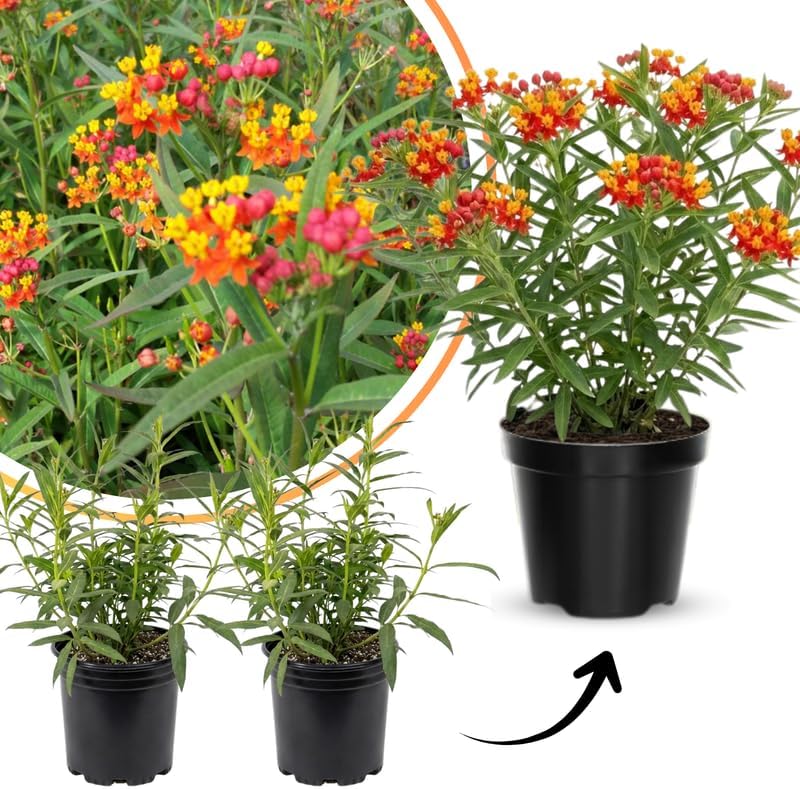 2 Red Milkweed Plants Live for Spring Planting, Butterfly Mikweed 4-8" in Tall, Asclepias Tuberosa Plants Bush for Perennial Flowers Outdoor Growing - Image 5