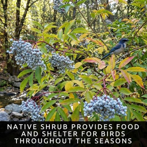 Blue Elderberry Seeds for Planting | Native Berry Shrub | 100 Seeds - Image 2