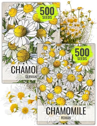Seed Needs Chamomile Seeds Variety Pack of 2 Non-GMO & Heirloom Tea Herbs by SeedNeeds
