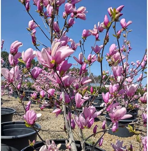 Jane Magnolia Tree Live Plant – Magnolia grandiflora ‘Jane’, Fragrant Magnolia Flowers, Fast Growing Ornamental Magnolia Plant, 2–3 ft Live Magnolia Tree for Garden, Zones 5–9, Easy Care - Image 3
