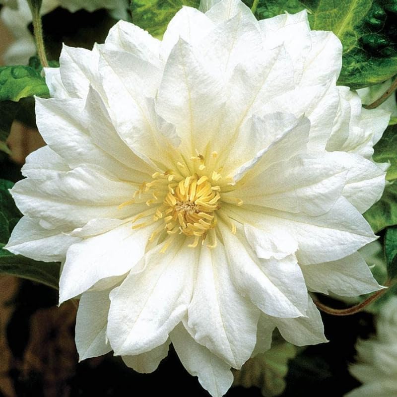 White Clematis Live Plant, 2.5" Pot, Fragrant Flowering Vine by HILROQG