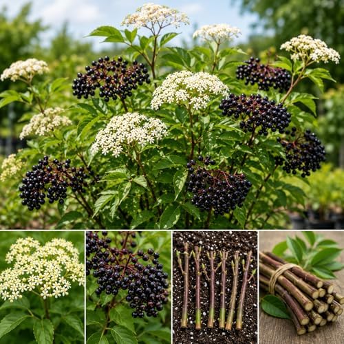 Live Elderberry Cuttings for Planting | Hardy Sambucus Berry Bush Cutting's | Fast Growing Edible & Pollinator-Friendly Shrubs | Easy to Root Elderberry Propagation Sticks (25 Cuttings) by CZGrain