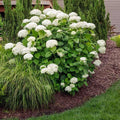 Brighter Blooms Annabelle Hydrangea Shrub, 1 Quart by BrighterBlooms