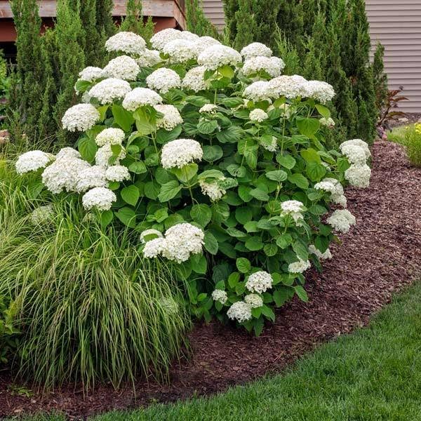Brighter Blooms Annabelle Hydrangea Shrub, 1 Quart by BrighterBlooms
