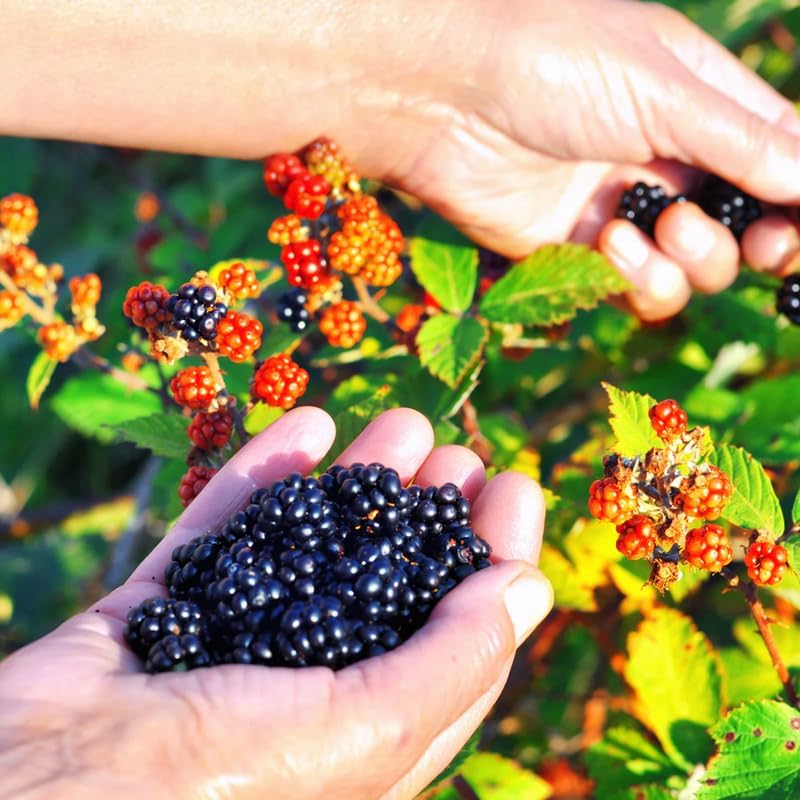 2 Osage BlackBerry Live Plants, Thornless Berry Plant, 5-8" Tall - Image 3