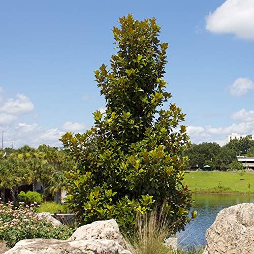Perfect Plants Little Gem Magnolia Tree, 3-4 ft, Live Plant - Image 6