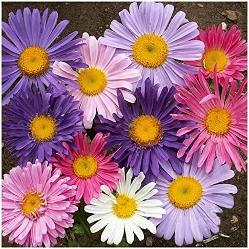 Everwilde Farms - 1 Lb Single Mixed China Aster Wildflower Seeds - Gold Vault - Image 2