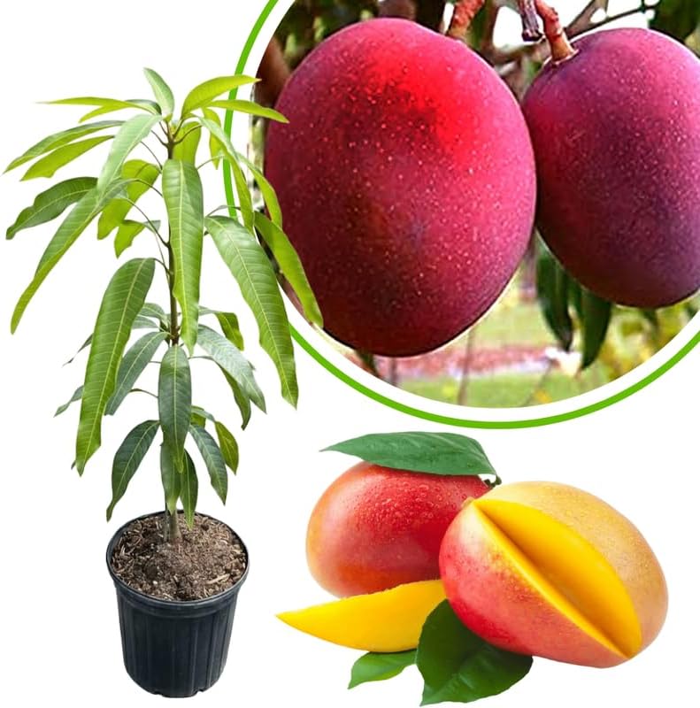 Red Mango Tree Live Plant, Tropical Fruit, 3 Gallon Pot by Unknown