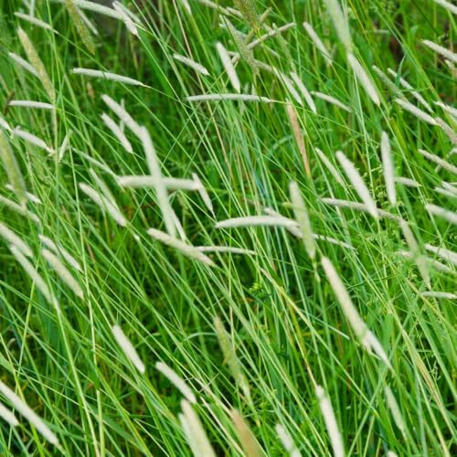 Outsidepride Climax Timothy Pasture Grass Seed - 50 Lbs. Perennial, Hardy, Easy to Grow, High-Yield, & Palatable, Winter Pasture Seed for Late-Spring Grazing, Hay Harvesting & Field Curing - Image 2