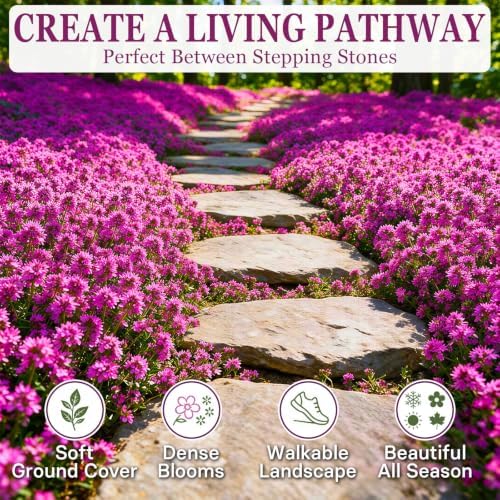 32,000+ Magic Creeping Thyme Seeds for Planting,Thymus Serpyllum - Image 2