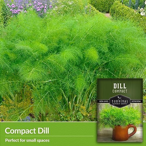 Compact Dill Seeds for Planting – Dwarf Herb Variety (2 Packs) - Image 3