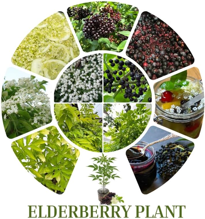 American Elderberry Bush Live Plant, 6-12 Inch Tall - Image 2