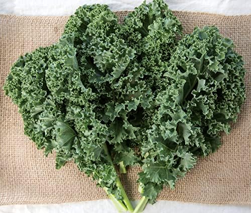 Burpee Prizm Hybrid Kale Seeds 50 seeds by Burpee