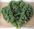 Burpee Prizm Hybrid Kale Seeds 50 seeds by Burpee