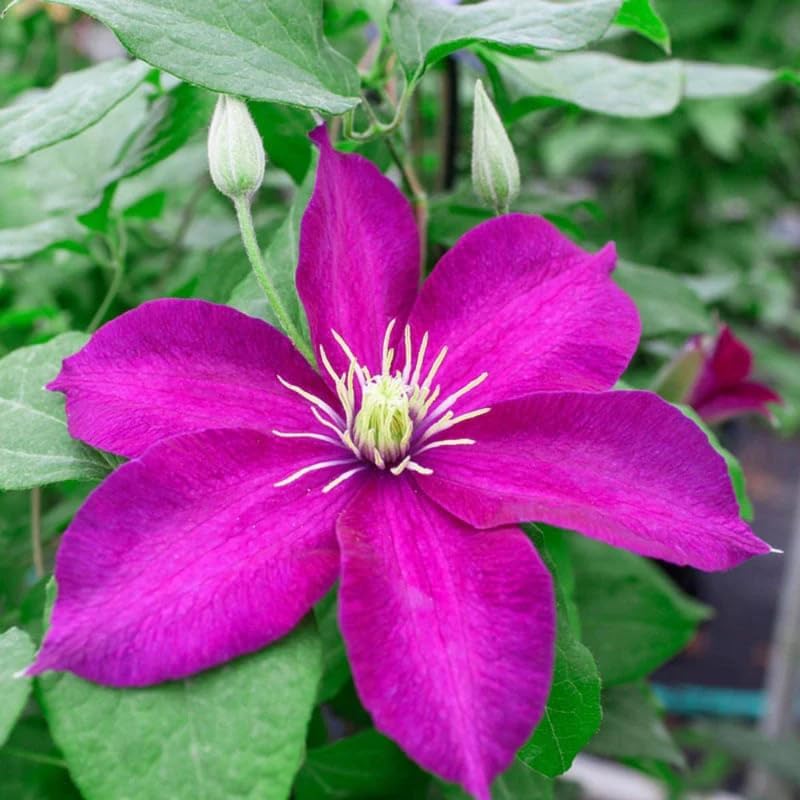 Burgundy Clematis Live Plant, 2.5" Pot, Fragrant Flowering Vine - Image 4