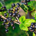 Black Currant Live Plant, Home Garden Berry Bush, 6-12 Inch Tall by PlantsSeedsBulbs