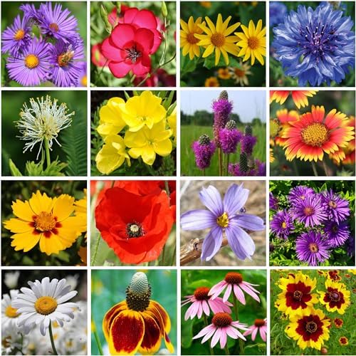 on the Go Seed Shaker - Midwest Wildflower Seeds Regional Mix - Organic, Non-GMO - 100% Pure Seed - 21 Different Wildflowers Seeds of Annual and Perennial, 8oz - Image 4