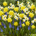 All-in-One Flower Garden Kit - 25 Flower Bulbs Per Box - Potluck Planting Sunny Day Bouquet Mix - Daffodil and Muscari Mix - Fragrant - Naturalizing - Live Outdoor Garden - Easy to Plant Flowers by HollandBulbFarms