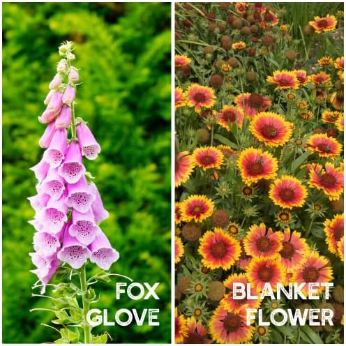 Mountain Valley Seed Co Wildflower Seeds Bulk - Meadow Wildflower Seed Mix - Image 3