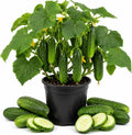2 Live Cucumber Plants for Planting, 3-5 Inch Tall Starter Seedlings, Vegetable Garden Starts for Outdoor Garden, Patio Pots and Raised Beds by HARINI