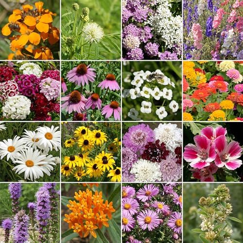 Ferry-Morse Butterfly Bulk Wildflower Seeds, 210,000+, 1 lb - Image 2