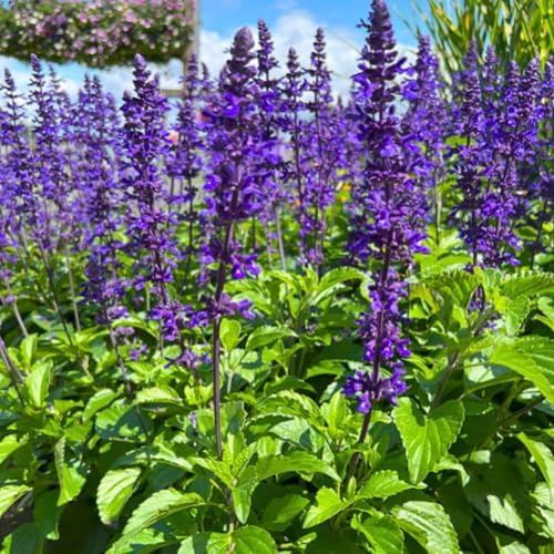 3 Dark Purple Salvia Sage Plants, Perennial Flower Plant, 4-6'' Tall - Image 3
