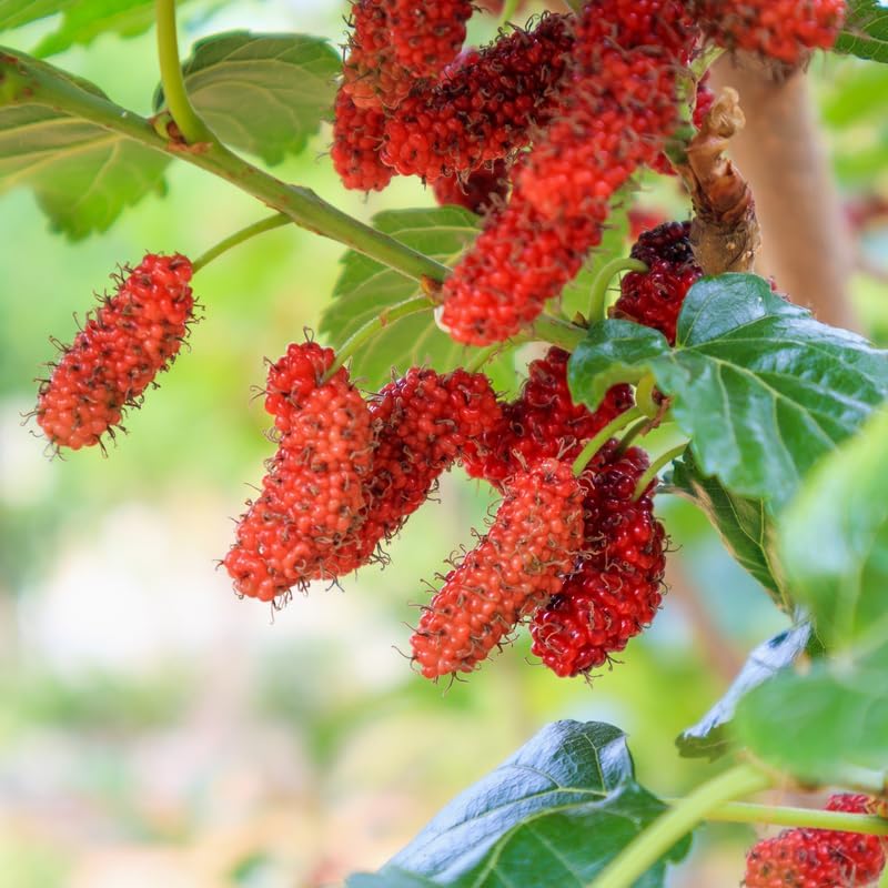 Red Mulberry Live Plant, 4-8 Inch Tall Hardy Fruit Tree - Image 5