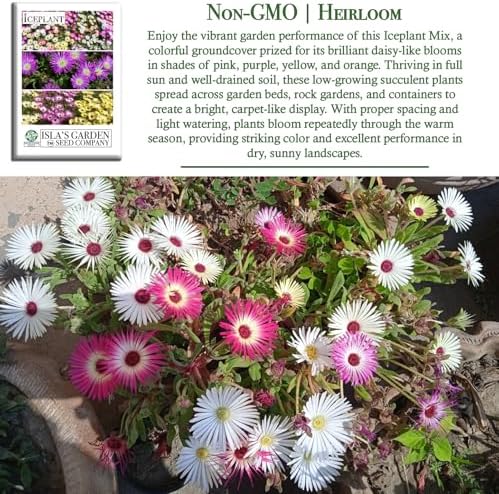 Iceplant Mix Flower Seeds (Dorotheanthus bellidiformis)– 2000+ Heirloom Non-GMO Seeds by Isla’s Garden Seeds, Livingstone Daisy Ice Plant Wildflower Mix, Drought-Tolerant Groundcover Blooms, Sprawling - Image 3