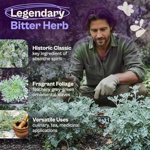 SVI 2250 Absinthe Wormwood Seeds (Artemisia Absinthium) – Wormwood Seed Pack, Worm Wood Tea, Herb Seed Packets – Non GMO Heirloom Culinary & Medicinal Herb Seeds for Indoor Garden & Outdoor Garden, - Image 3