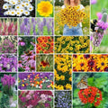 Eden Brothers All Perennial Wildflower Mixed Seeds for Planting, 25 lb, 12,000,000+ Seeds with Lupine, Shasta Daisy | Attracts Pollinators, Plant in Spring or Fall, Zones 3, 4, 5, 6, 7, 8, 9, 10 by EdenBrothers
