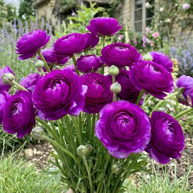 25 Purple Ranunculus Live Bulbs, Spring Planting Flower Bulbs - Image 4
