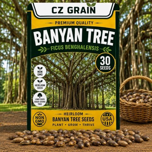 30 Banyan Tree Seeds | Ficus Benghalensis Tropical Tree Seeds for Planting by CZGrain