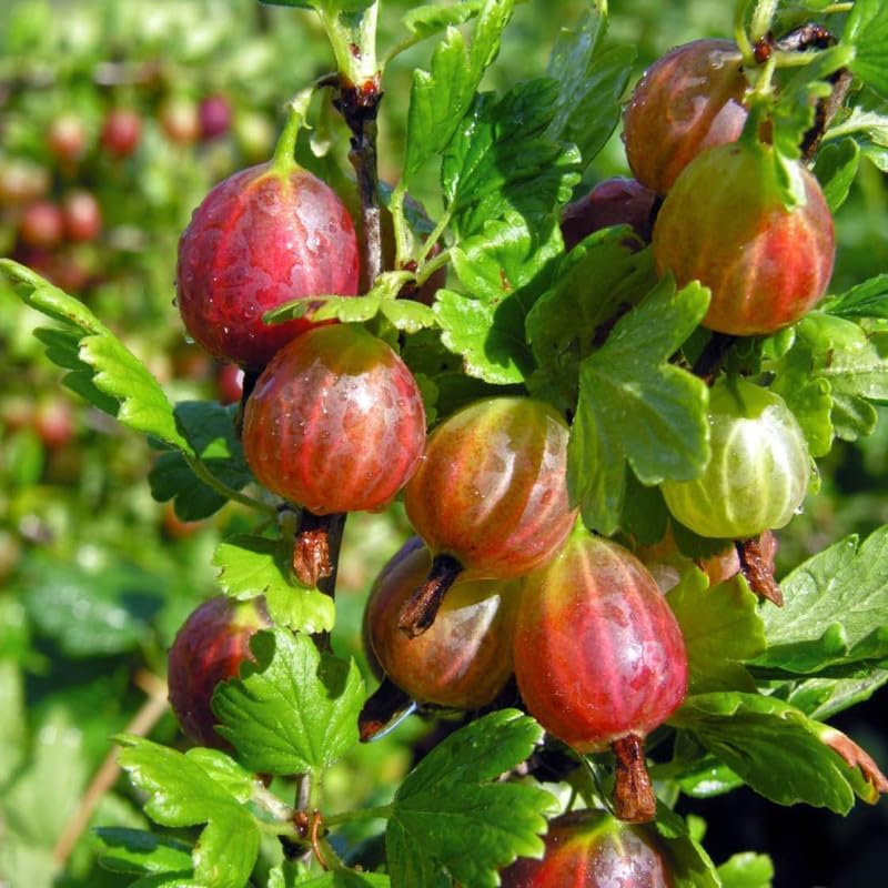 Red Gooseberry Berry Bush Live Plant, Garden Berry Shrub, 5-9 Inch Tall - Image 5