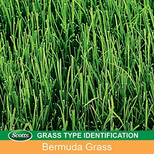 Scotts Turf Builder Grass Seed Bermudagrass - 1 lb., Use in Full Sun, High Drought Resistance, Seed New Lawn or Overseed Existing Lawn, Seeds up to 1,000 sq. ft. - Image 2