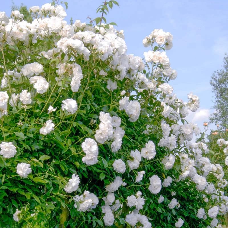 White Climbing Rose Live Plant, Flower, 5-10 Inch Tall - Image 2