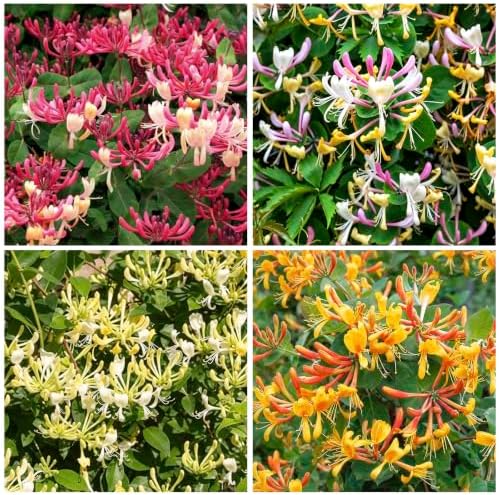 210+ Mix Honeysuckle Seeds for Planting - Fragrant Climbing Vine, Perennial Flowering Plant for Trellis, Fence and Garden Landscape, Attracts Pollinators by Unknown