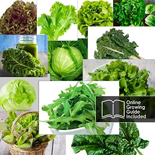 12 Lettuce and Greens Seed Pack - Heirloom and Non GMO, Grown in USA - Indoor or Outdoor Garden - Iceberg, Arugula, Kale, Spinach, Bibb, Butter, Green Oakleaf, Giant Collard, Red Romaine - Image 6