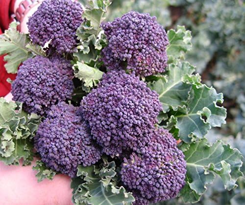 300 Purple Broccoli Seeds for Planting Heirloom Non GMO 1 gram Garden Vegetable Bulk Survival Allium cepa by Unknown