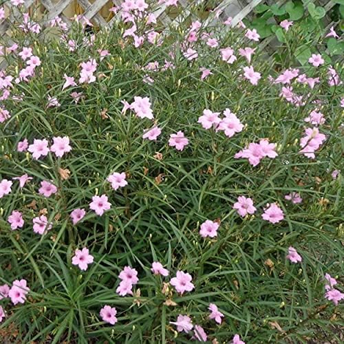 Pink Blue Bells, a Great Live Pond Plant for Your Water Garden. Filters koi and Goldfish Ponds. Good for Bogs, Plant Shelf or Shallow Water This marginal Aquatic is a Real Beauty - Image 4