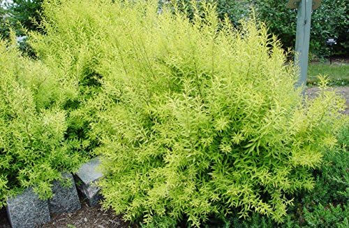 Spiraea thun. 'Ogon' (Mellow Yellow) (Spirea) Shrub, #3 - Size Container - Image 3