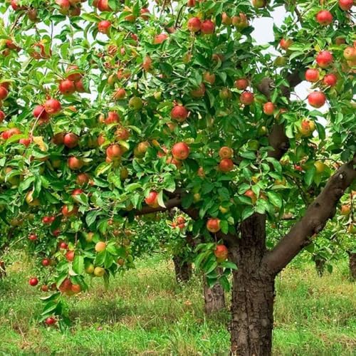 Pink Lady Live Apple Tree, Red-Yellow Color, 1 gal Nursery Pot (Unable to Ship to CA, AZ, AK or HI) - Image 4