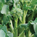 Happy Rich Broccoli Seeds (Brassica oleracea) Packet of 50 Seeds by PalmBeachMedicinalHerbs