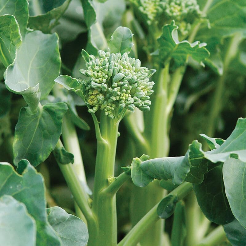 Happy Rich Broccoli Seeds (Brassica oleracea) Packet of 50 Seeds by PalmBeachMedicinalHerbs