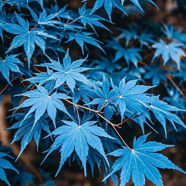 15 Rare Blue Japanese Maple Seeds - Acer Palmatum Ornamental Tree Seeds for Planting - Home Garden Yard and Indoor Bonsai Decor - Image 3