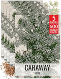 Seed Needs Caraway Seeds to Plant an Herb Garden - 5 Packs by SeedNeeds